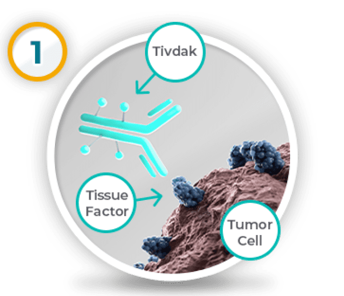 Representation of Tivdak® (tisotumab vedotin-tftv) mechanism of action, showing the Tivdak molecule, a tissue factor protein, and a tumor cell. First graphic in a sequence of three graphics.