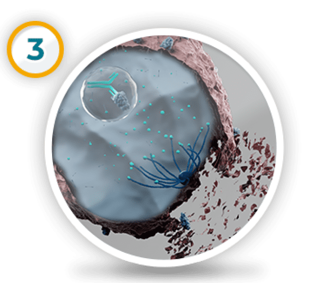 Representation of Tivdak® (tisotumab vedotin-tftv) mechanism of action. Inside the cell, the cell-killing medicine is released. Third graphic in a sequence of three graphics.